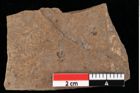 Foto (Detailansicht) von Glyptostrobus europaeus Brongniart (NHMW-GEO-2024-0188-0155)